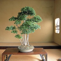 Scelta Vasi Bonsai